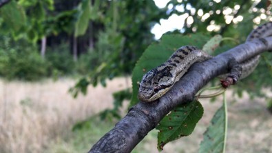 Smukulja sa tamnom mrljom na glavi (krunica)